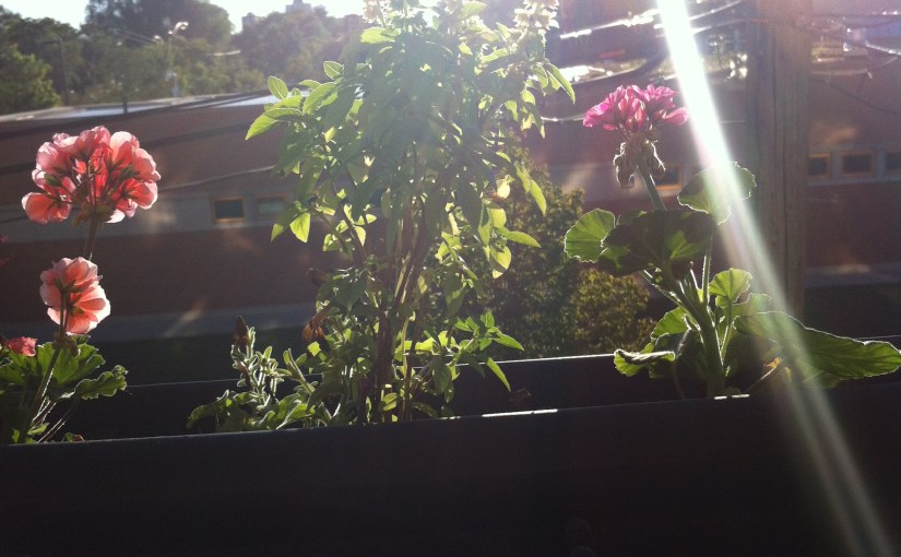 An end of summer second attempt at a window&nbsp;garden