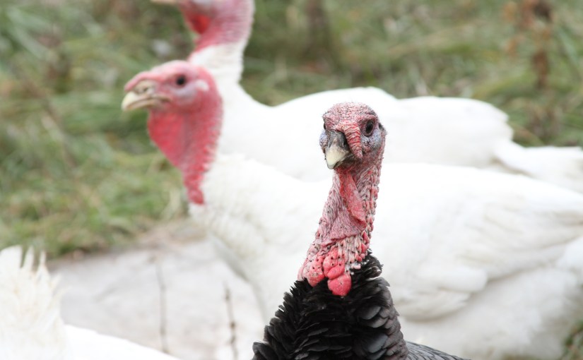 Where Your Food (i.e., your turkey) Comes&nbsp;From
