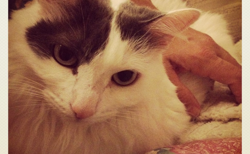 Twenty Days of Thankful&nbsp;#6