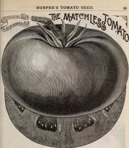 Burpee's farm annual - the best seeds that grow including rare novelties (1895)  | source: Wikimedia Commons