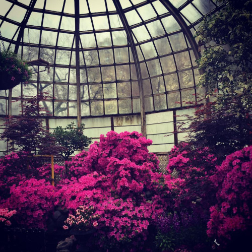 The azaleas in bloom against the city's gloom